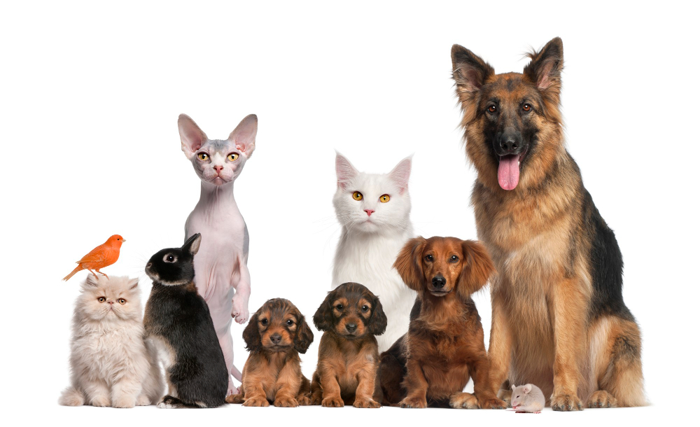 Animal & Pet